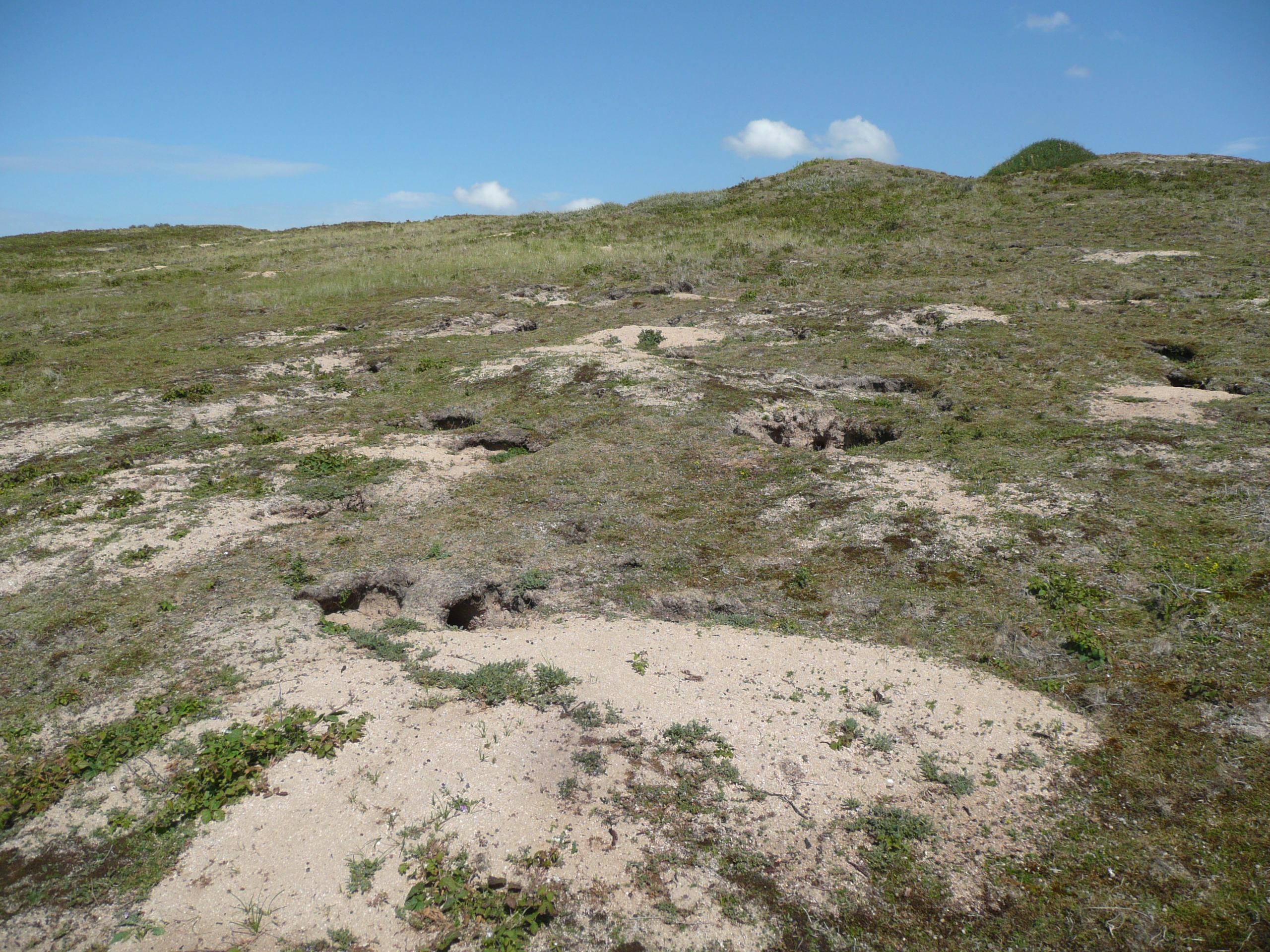 Droge duinen Vogelduin Castricum